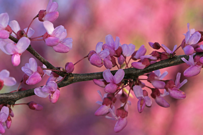 Close-up of a redbud tree branch covered in pink flowers