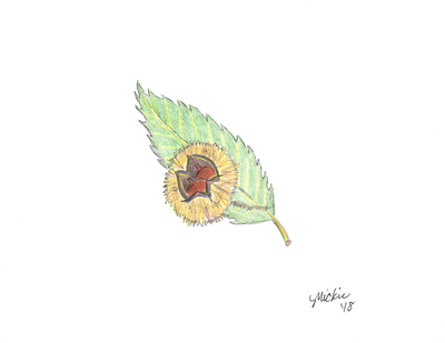 Chestnut leaf with burr