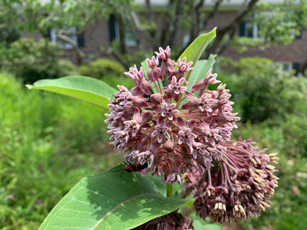 photo of cluster of pink milkweed flowers with a red-and-black beetle