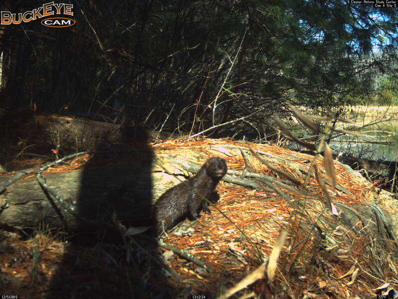 Mink in daylight