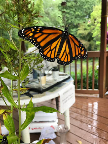 monarch butterfly
