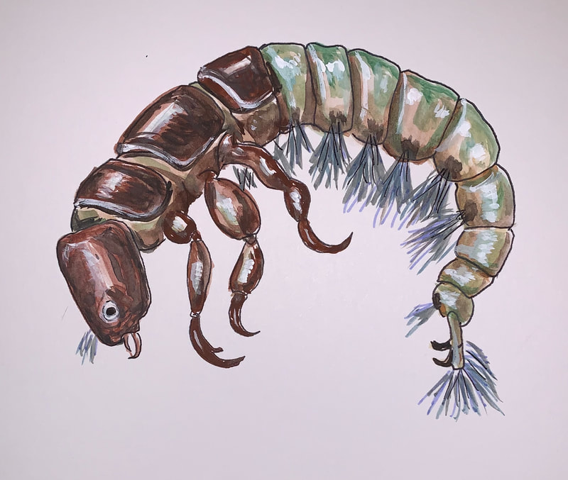 net-spinning caddisfly, brown head and thorax with green abdoment and blue gills