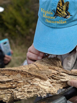 A volunteer peers at a piece of wood through a hand lens, face obscured by a blue baseball hat with a Virginia Master Naturalist tiger swallowtail butterfly logo