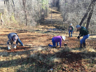four people planting plants in a power line cut through a forest