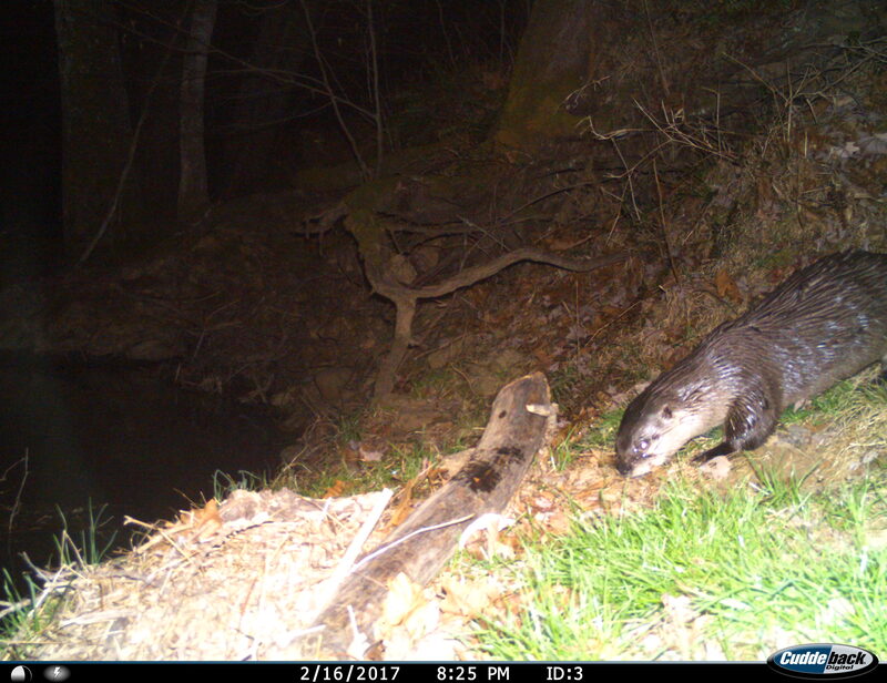 Otter near water