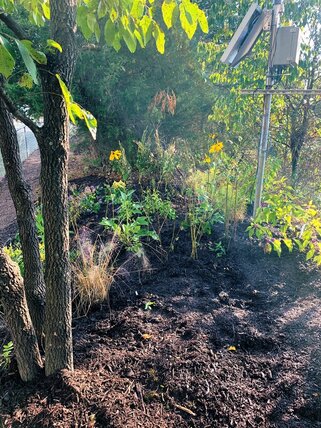 photo of newly planted garden with flowers and shrubs