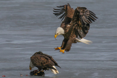 Two bald eagles near frozen body of water. One eagle is perched on the ground looking at a possible food item and another eagle is flying in next to it with its talons extended.