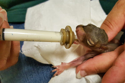 Close-up of person feeding milk to a tiny baby animal from a dropper.