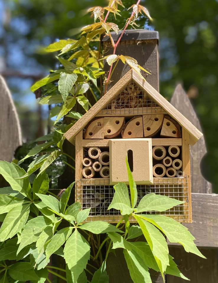 Virginia-creeper vine growing over a bee habitat hotel