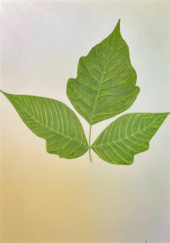 poison ivy leaf