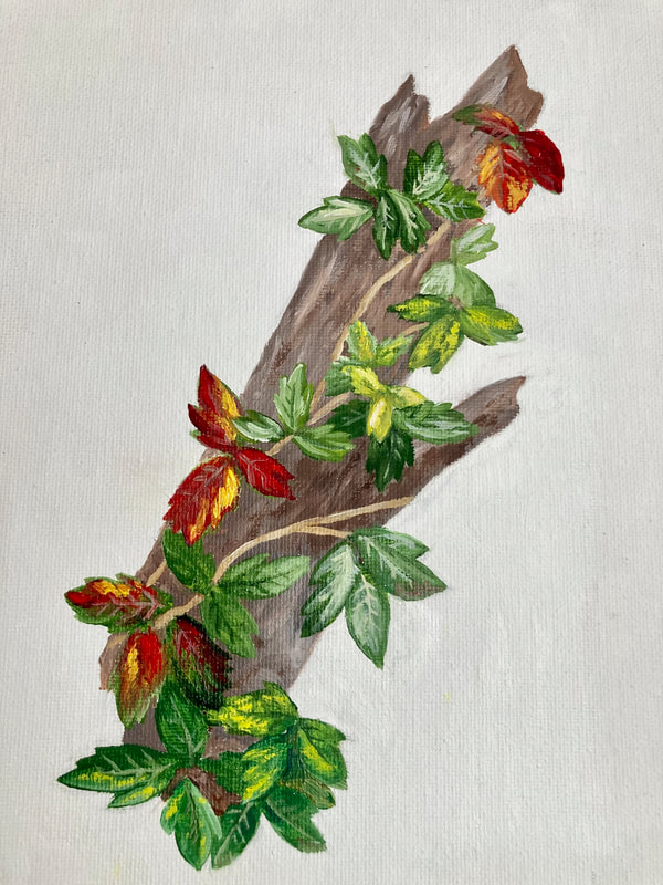poison ivy vine growing on a tree trunk