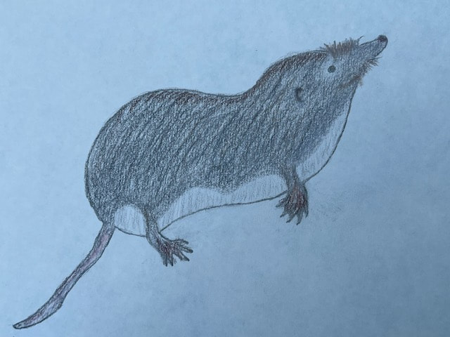 shrew with a smile