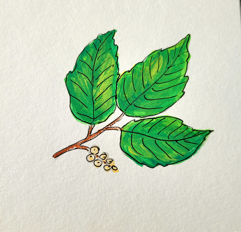 Poison ivy leaf with white berries