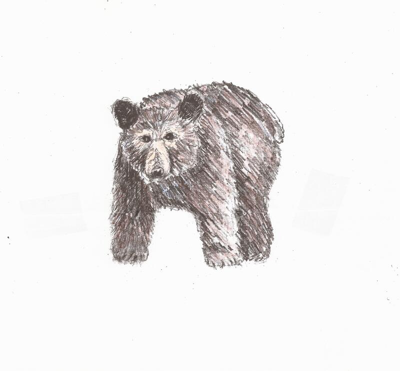 black bear drawing
