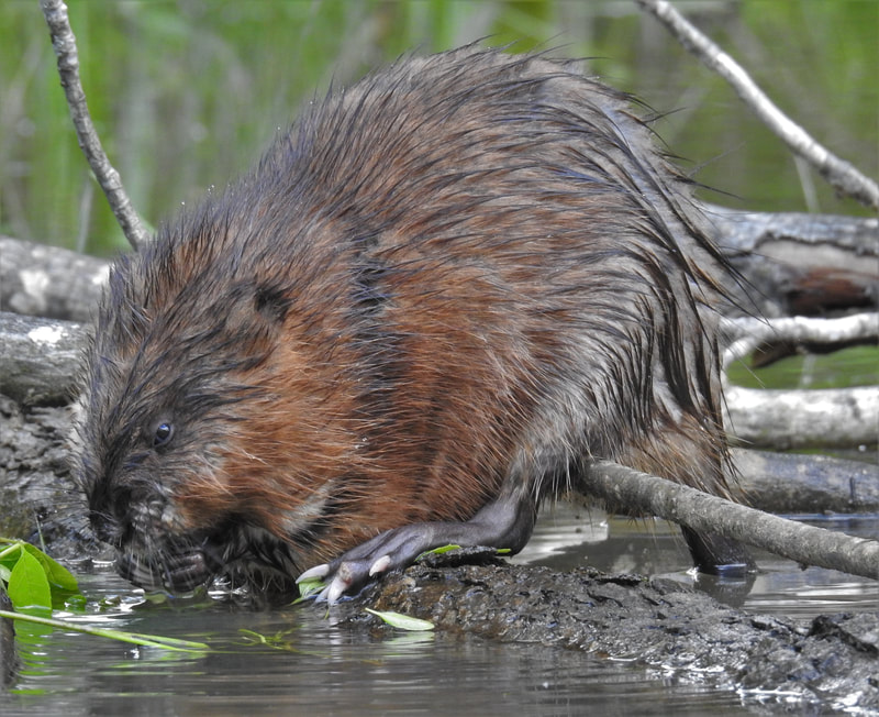 muskrat at water's edge (photo)