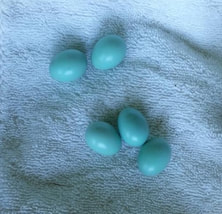 five bluebird eggs on a towel