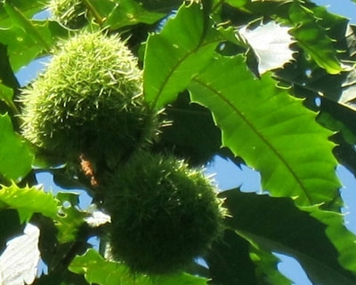 Chestnut burrs on a branch with green leaves