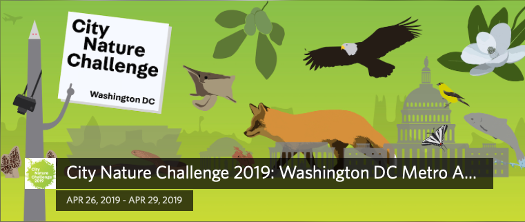 City Nature Challenge 2019: Washington DC Metro Area logo with plants and animals in foreground and US Capitol in background
