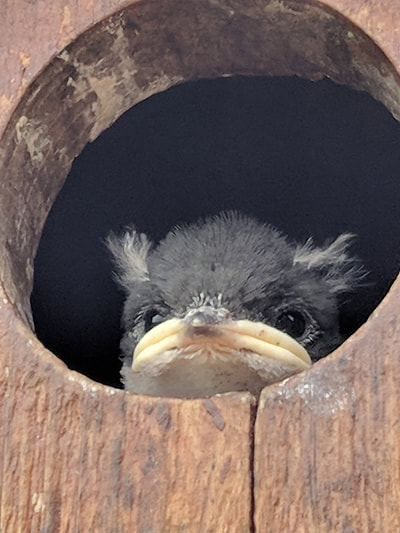 Tree swallow chick looking out from hole in nest box.