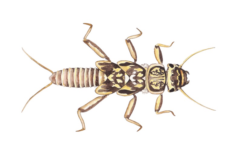 Painting of stonefly larva, brown and yellow