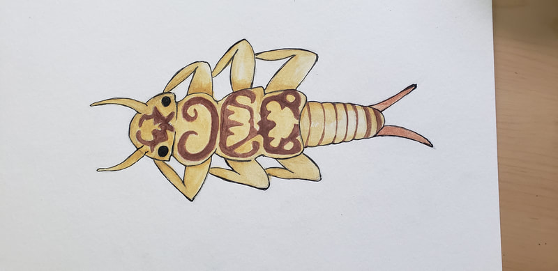 brown-and-yellow stonefly