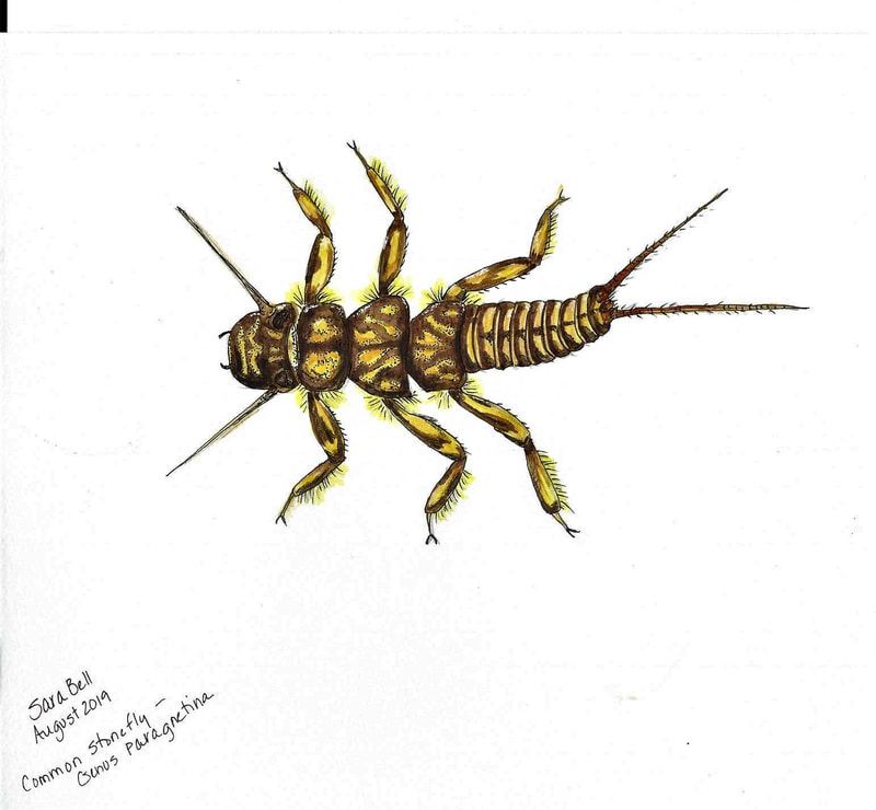 brown-and-yellow stonefly with feathery yellow gills