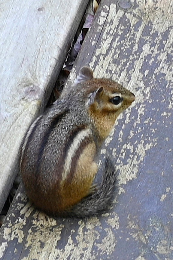 chipmunk (photo)
