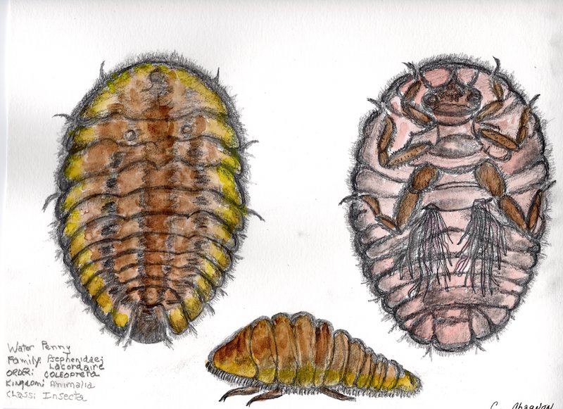 water penny from three angles: ventral side, dorsal side, and from the side