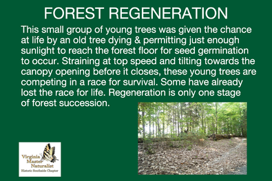 Interpretive sign with photo of small trees in forest, Virginia Master Naturalist logo, and text reading