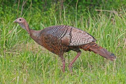 turkey hen in the grass