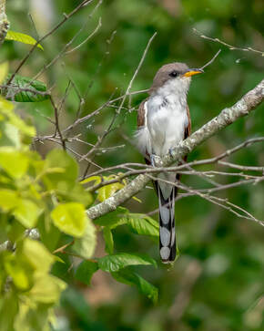 bird on a tree branch